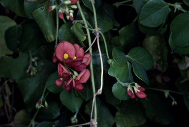 APII jpeg image of Kennedia macrophylla  © contact APII