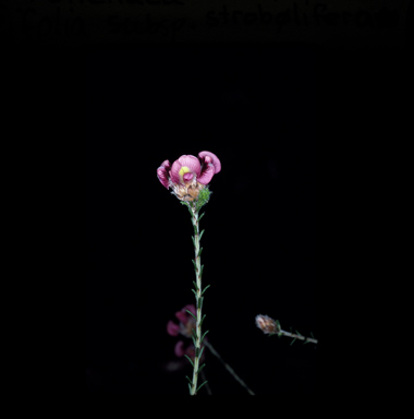APII jpeg image of Pultenaea ericifolia subsp. strobilifera  © contact APII