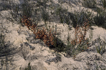 APII jpeg image of Daviesia brevifolia  © contact APII