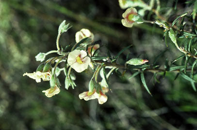 APII jpeg image of Chorizema aciculare subsp. laxum  © contact APII