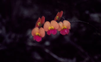 APII jpeg image of Chorizema glycinifolium  © contact APII