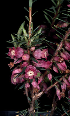 APII jpeg image of Brachyloma ericoides subsp. ericoides  © contact APII