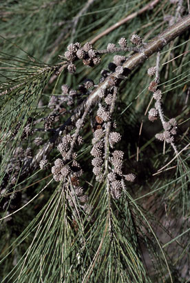 APII jpeg image of Casuarina cunninghamiana subsp. cunninghamiana  © contact APII