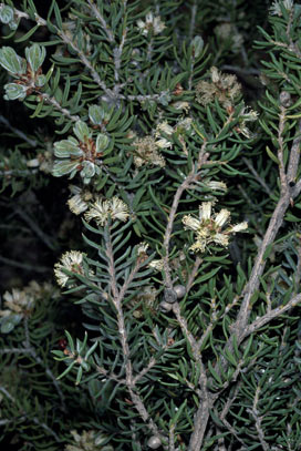 APII jpeg image of Melaleuca pauperiflora subsp. pauperiflora  © contact APII