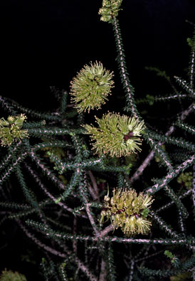 APII jpeg image of Melaleuca blaeriifolia  © contact APII