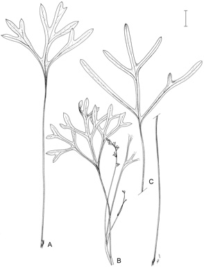 APII jpeg image of Synaphea decorticans,<br/>Synaphea petiolaris subsp. petiolaris  © contact APII