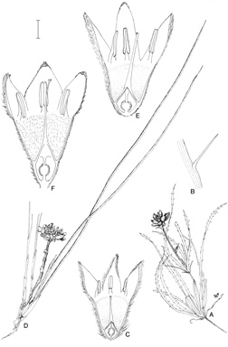 APII jpeg image of Conostylis candicans subsp. candicans,<br/>Conostylis aculeata subsp. breviflora,<br/>Conostylis festucacea subsp. filifolia  © contact APII