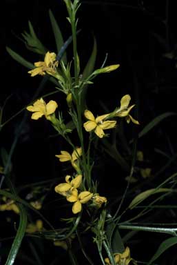 APII jpeg image of Goodenia racemosa var. latifolia  © contact APII