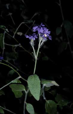 APII jpeg image of Dampiera purpurea  © contact APII