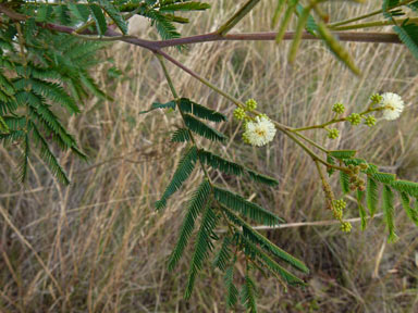 APII jpeg image of Acacia parvipinnula  © contact APII