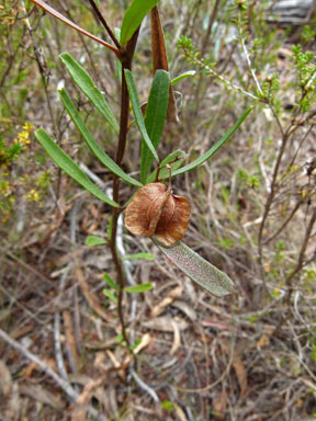 APII jpeg image of Dodonaea viscosa subsp. spatulata  © contact APII
