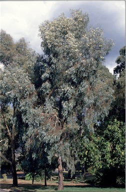 APII jpeg image of Eucalyptus caleyi  © contact APII