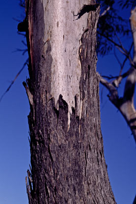 APII jpeg image of Eucalyptus balladoniensis subsp. sedens  © contact APII