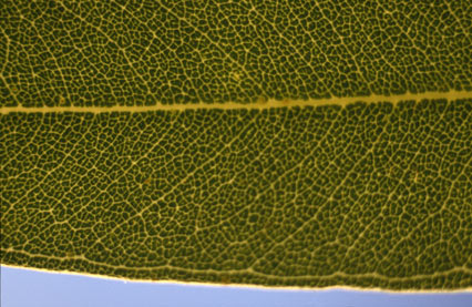APII jpeg image of Corymbia ferriticola  © contact APII