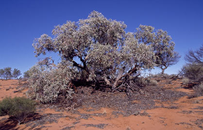 APII jpeg image of Eucalyptus canescens subsp. canescens  © contact APII