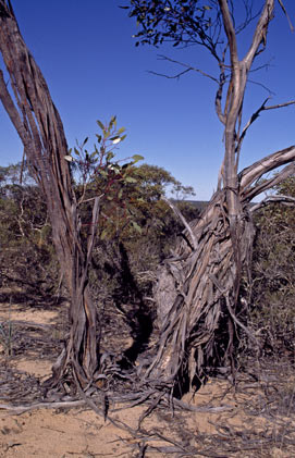 APII jpeg image of Eucalyptus ceratocorys  © contact APII