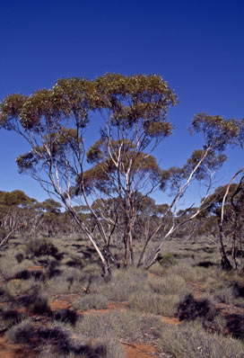 APII jpeg image of Eucalyptus sp. Great Victoria Desert (D.Nicolle & M.French DN 3877)  © contact APII