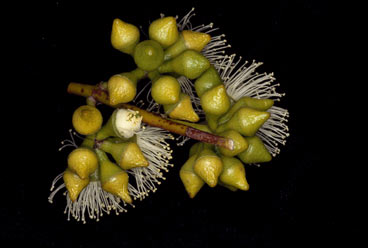APII jpeg image of Eucalyptus diversifolia subsp. hesperia  © contact APII