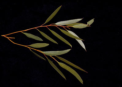 APII jpeg image of Eucalyptus eremicola subsp. eremicola  © contact APII