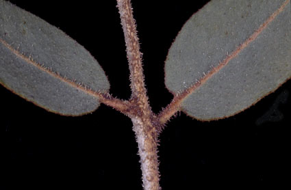 APII jpeg image of Corymbia ferriticola  © contact APII