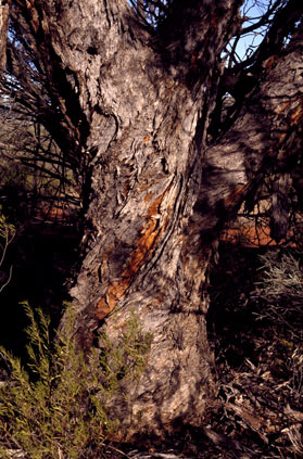 APII jpeg image of Eucalyptus alatissima  © contact APII