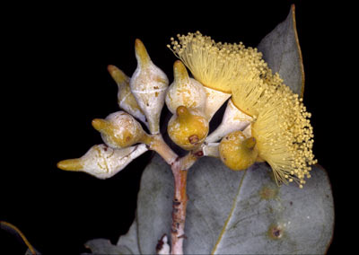 APII jpeg image of Eucalyptus wyolensis  © contact APII