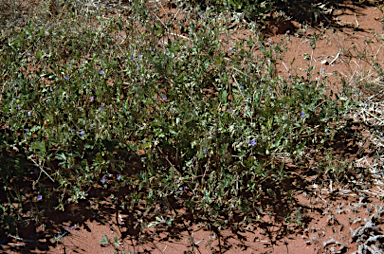 APII jpeg image of Erodium cygnorum subsp. cygnorum  © contact APII