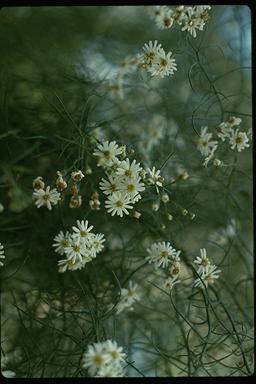 APII jpeg image of Olearia glandulosa  © contact APII