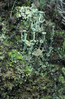 APII jpeg image of Cladonia  © contact APII