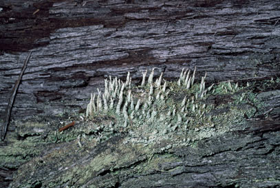 APII jpeg image of Cladonia rigida  © contact APII