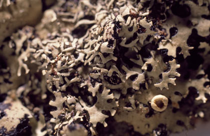 APII jpeg image of Relicina gemmulosa  © contact APII