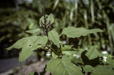 APII jpeg image of Amaranthus viridis  © contact APII