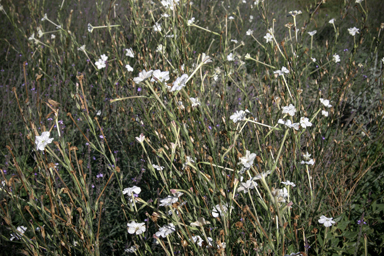 APII jpeg image of Nicotiana megalosiphon subsp. megalosiphon  © contact APII