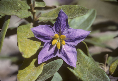 APII jpeg image of Solanum tetrathecum  © contact APII