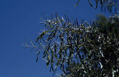 APII jpeg image of Acacia boormanii  © contact APII