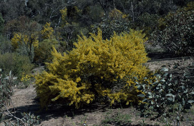 APII jpeg image of Acacia brachybotrya  © contact APII