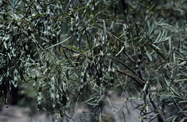 APII jpeg image of Acacia caesiella  © contact APII
