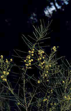 APII jpeg image of Acacia heteroclita  © contact APII