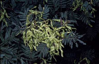 APII jpeg image of Acacia irrorata  © contact APII