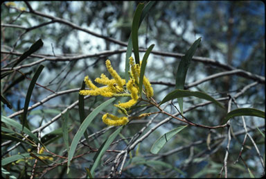 APII jpeg image of Acacia julifera subsp. julifera  © contact APII