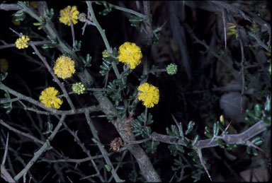 APII jpeg image of Acacia lasiocarpa var. sedifolia  © contact APII