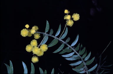 APII jpeg image of Acacia leichhardtii  © contact APII