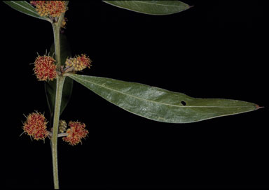APII jpeg image of Acacia leprosa  © contact APII