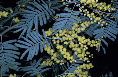 APII jpeg image of Acacia leucoclada  © contact APII