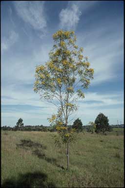 APII jpeg image of Acacia longispicata  © contact APII