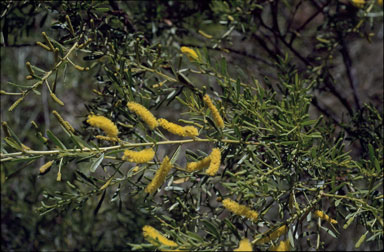 APII jpeg image of Acacia lysiphloia  © contact APII