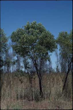 APII jpeg image of Acacia platycarpa  © contact APII