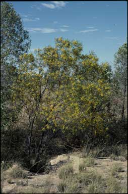 APII jpeg image of Acacia plectocarpa subsp. plectocarpa  © contact APII