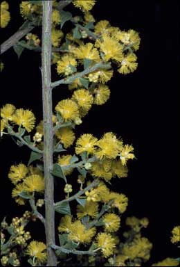 APII jpeg image of Acacia pravifolia  © contact APII