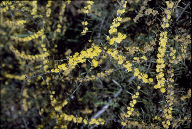 APII jpeg image of Acacia rhigiophylla  © contact APII